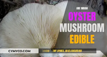 Exploring the Edibility of Indian Oyster Mushrooms: A Comprehensive Guide