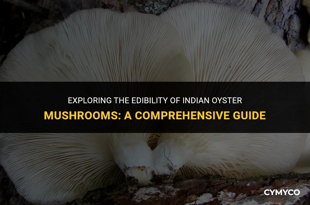 are indian oyster mushrooms edible