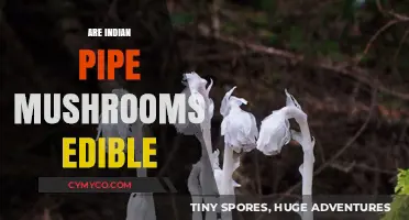 Exploring Edibility: Are Indian Pipe Mushrooms Safe to Eat?