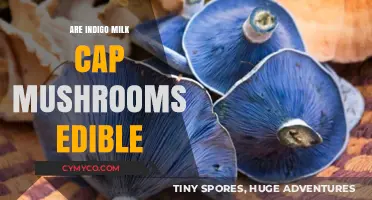 Exploring Edibility: Are Indigo Milk Cap Mushrooms Safe to Eat?