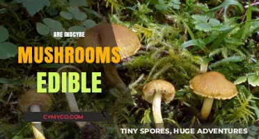 Exploring the Edibility of Inocybe Mushrooms: A Comprehensive Guide