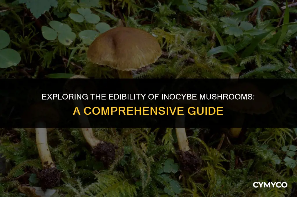 are inocybe mushrooms edible