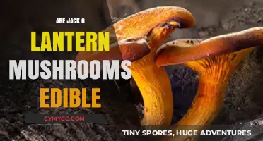 Are Jack O' Lantern Mushrooms Edible? A Toxicity Guide