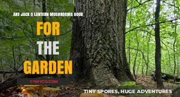 Illuminating Garden Benefits: The Surprising Role of Jack O' Lantern Mushrooms