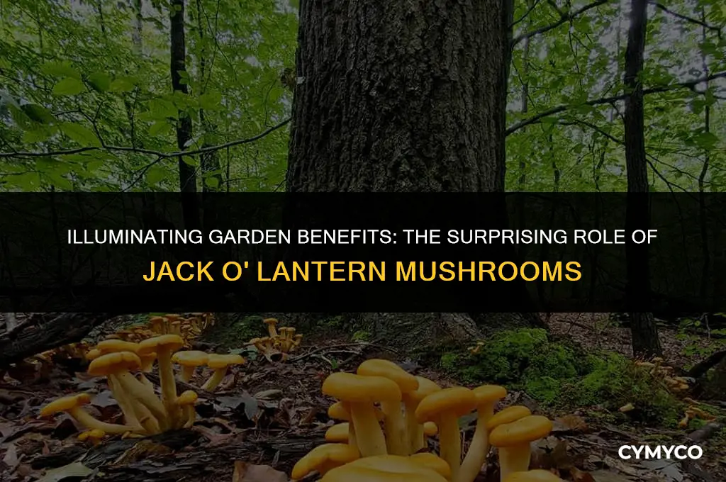 are jack o lantern mushrooms good for the garden