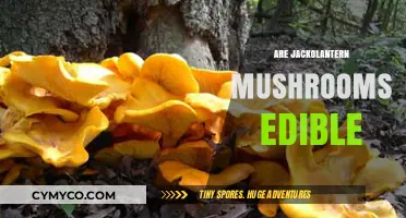 Exploring the Edibility of Jack O'Lantern Mushrooms: A Comprehensive Guide