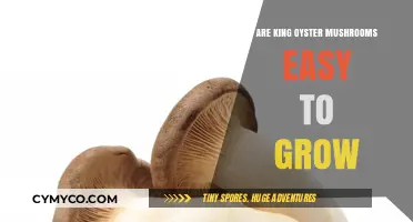 Cultivating King Oyster Mushrooms: A Beginner's Guide to Easy Growth
