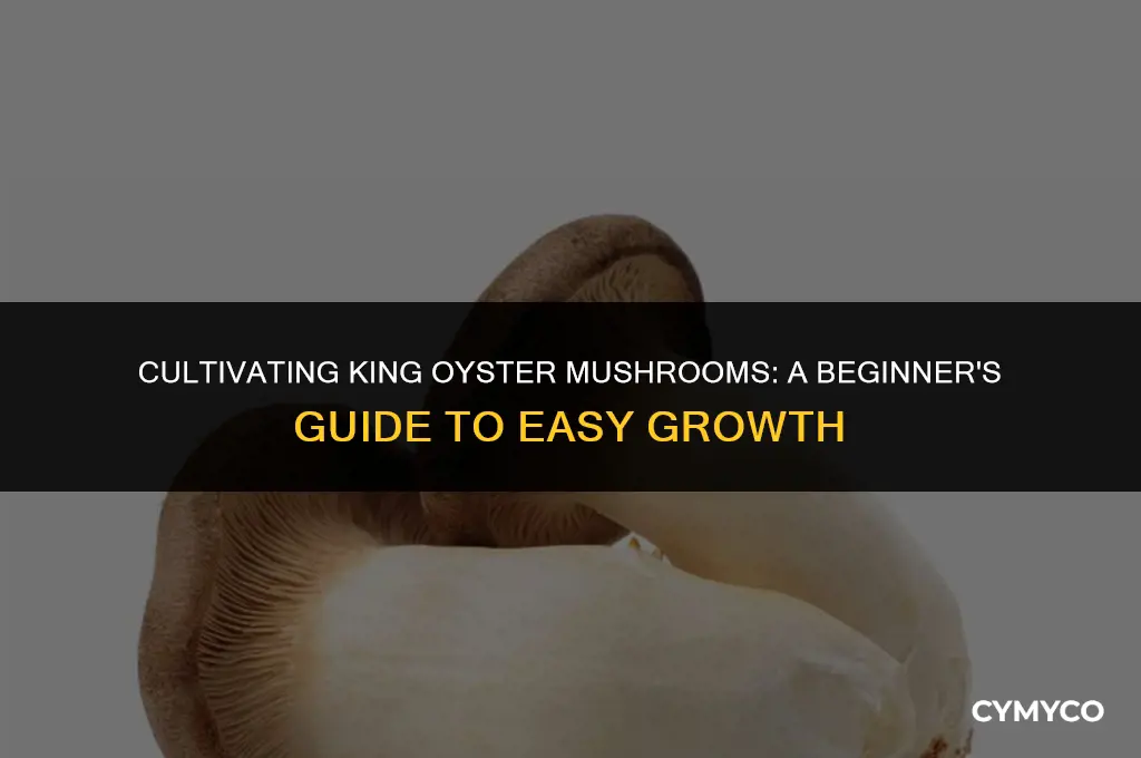 are king oyster mushrooms easy to grow