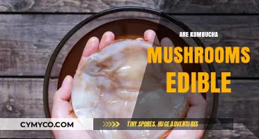 Exploring Edibility: Are Kombucha Mushrooms Safe to Eat?