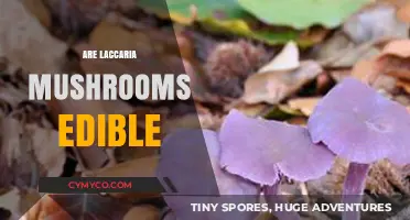 Exploring the Edibility of Laccaria Mushrooms: A Comprehensive Guide