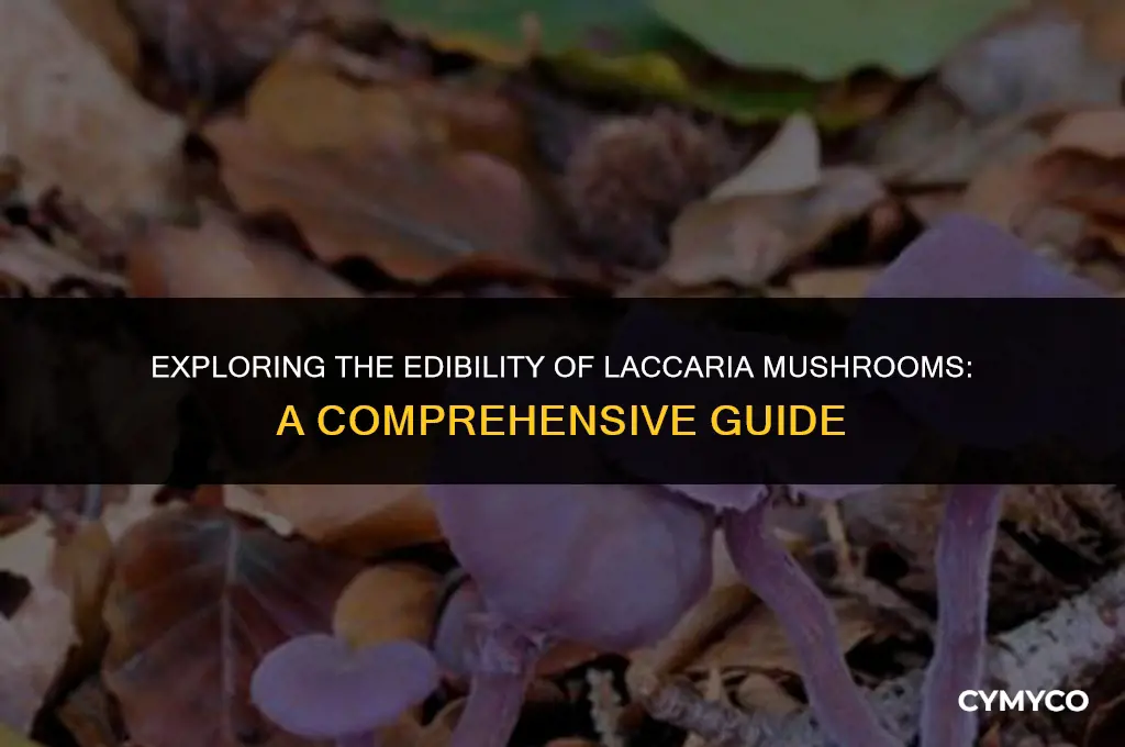 are laccaria mushrooms edible