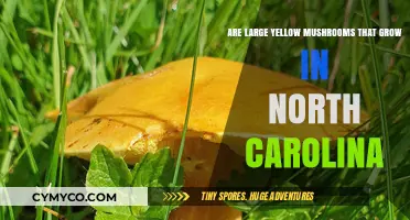 Exploring the Vibrant World of Large Yellow Mushrooms in North Carolina