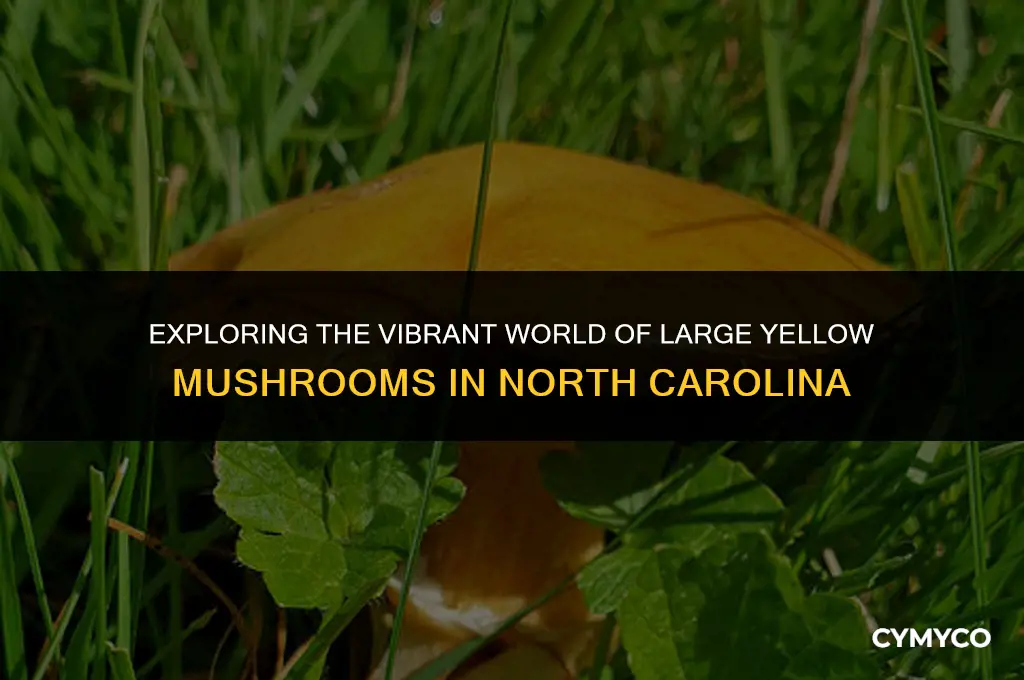 are large yellow mushrooms that grow in north carolina