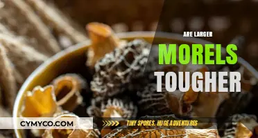 Exploring the Texture of Larger Morels: Are They Tougher?