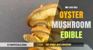 Exploring the Edibility of Late Fall Oyster Mushrooms: A Guide