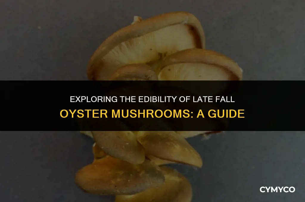 are late fall oyster mushrooms edible