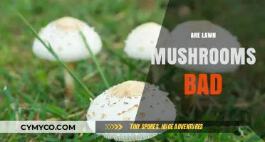 Decoding the Lawn: Are Mushrooms a Menace or Harmless?