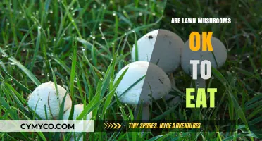 Exploring Edibility: A Guide to Lawn Mushrooms