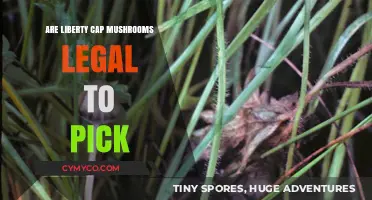 Exploring the Legal Landscape of Liberty Cap Mushrooms: A Comprehensive Guide