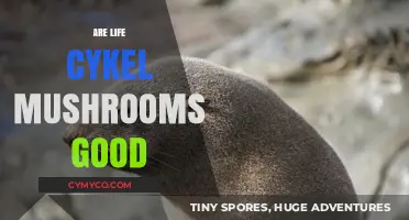 Exploring the Benefits and Uses of Life Cycle Mushrooms