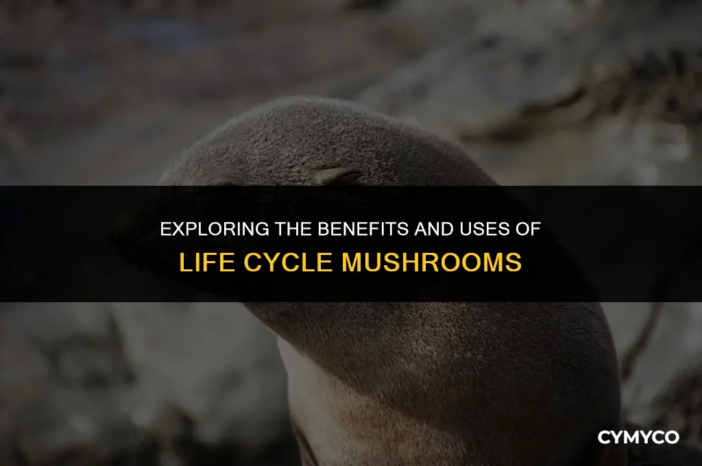 are life cykel mushrooms good
