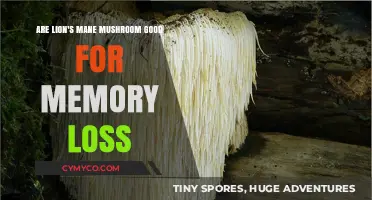 Exploring Lion's Mane Mushroom: A Natural Remedy for Memory Loss?