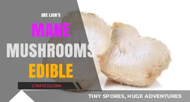 Lion's Mane Mushrooms: Are They Safe and Edible to Eat?