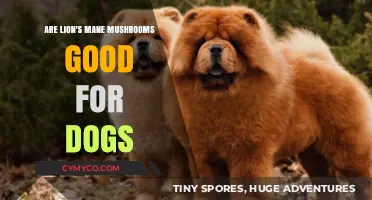 Exploring the Benefits of Lion's Mane Mushrooms for Canine Companions