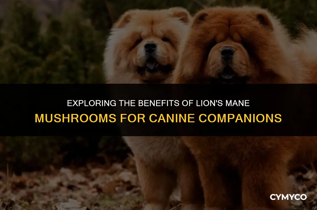 are lion