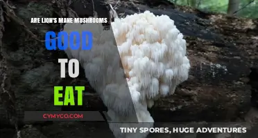 Exploring the Edibility and Benefits of Lion's Mane Mushrooms