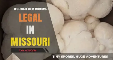 Exploring the Legality of Lion's Mane Mushrooms in Missouri