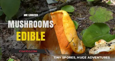 Are Lobster Mushrooms Edible? A Guide to Safe Foraging