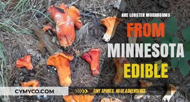 Exploring the Edibility of Minnesota's Lobster Mushrooms: A Culinary Adventure