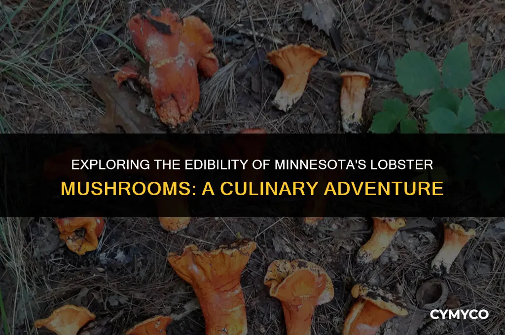 are lobster mushrooms from minnesota edible