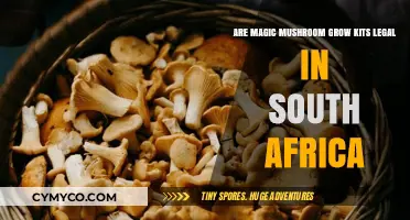 Exploring the Legality of Magic Mushroom Grow Kits in South Africa