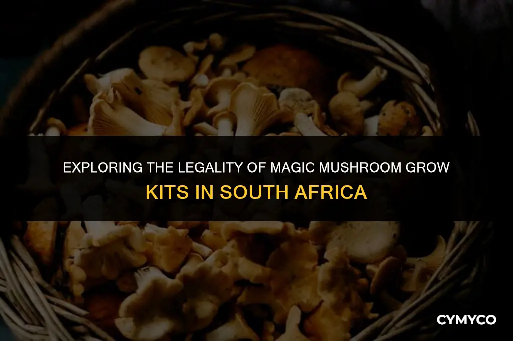 are magic mushroom grow kits legal in south africa