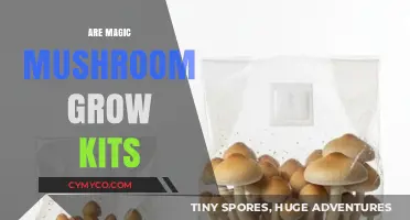 Exploring the World of Magic Mushroom Grow Kits: A Beginner's Guide