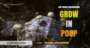 Exploring the Myth: Do Magic Mushrooms Really Grow in Poop?
