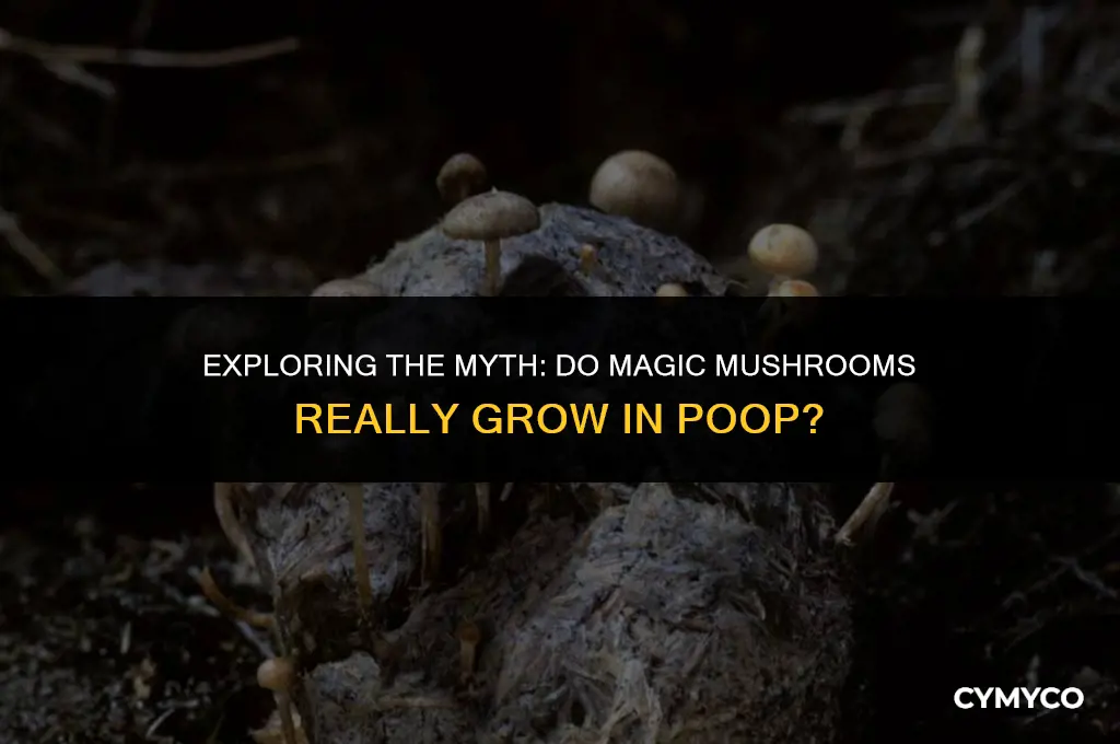 are magic mushrooms grow in poop