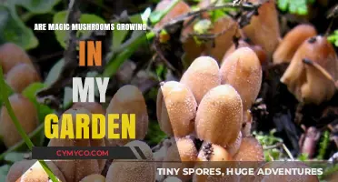 Discovering Psychedelic Surprises: Are Magic Mushrooms Growing in Your Garden?