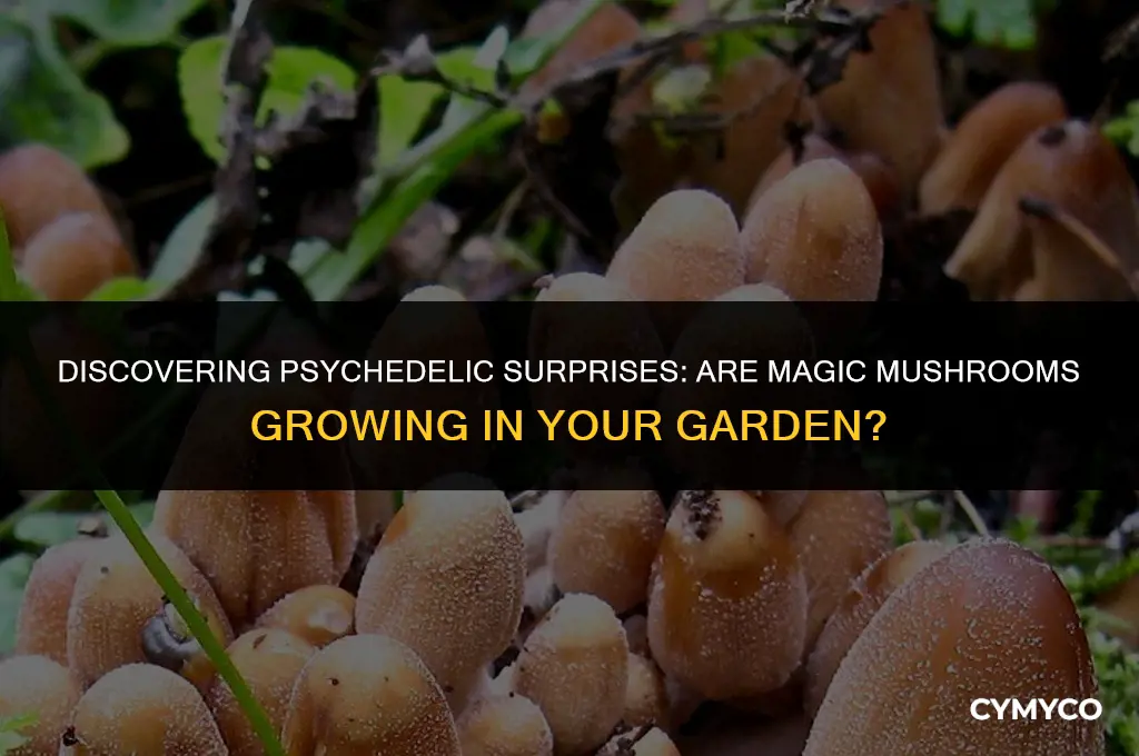 are magic mushrooms growing in my garden