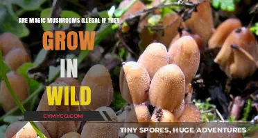 Exploring the Legal Gray Area: Wild Magic Mushrooms and the Law