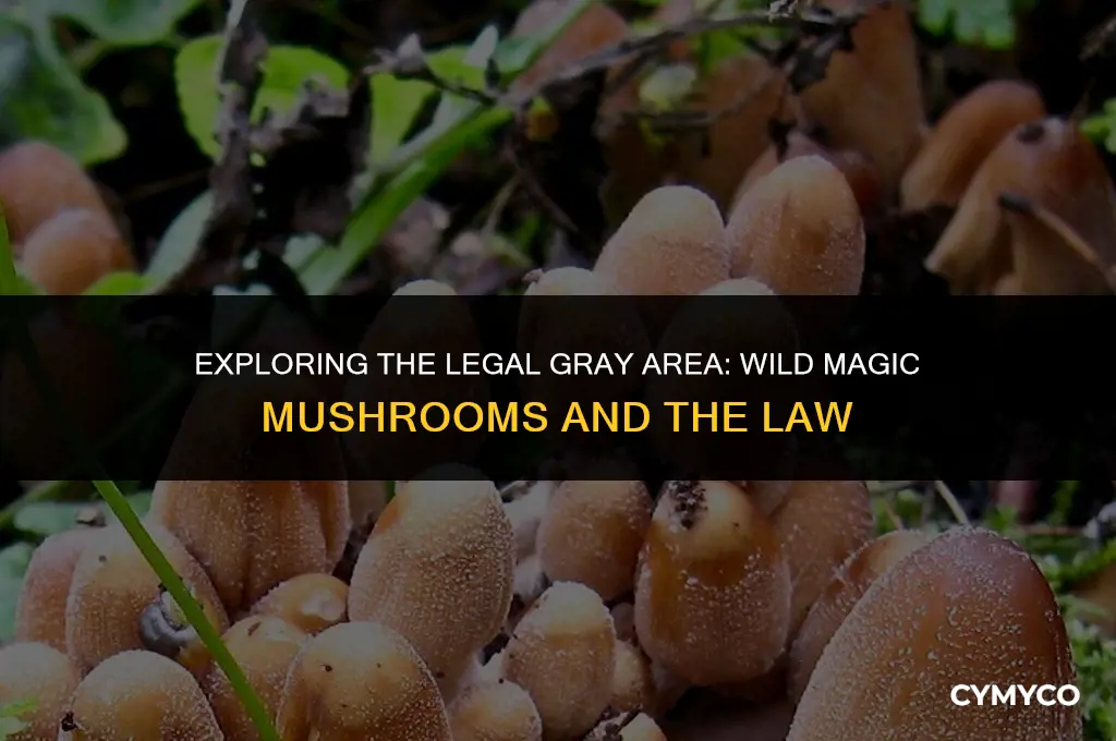 are magic mushrooms illegal if they grow in wild