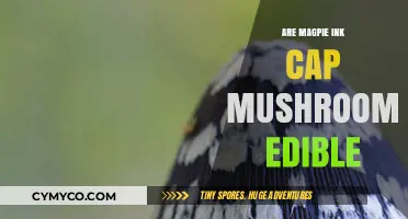 Exploring the Edibility of Magpie Ink Cap Mushrooms: A Comprehensive Guide