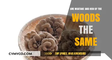 Maitake vs. Hen of the Woods: Unraveling the Mushroom Mystery