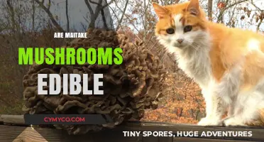 Are Maitake Mushrooms Edible? A Guide to Their Safety and Benefits
