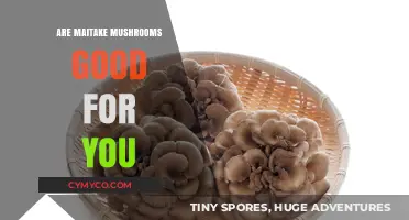 Maitake Mushrooms: Unlocking Health Benefits and Nutritional Power