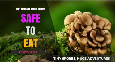 Exploring Edibility: Are Maitake Mushrooms Safe to Eat?