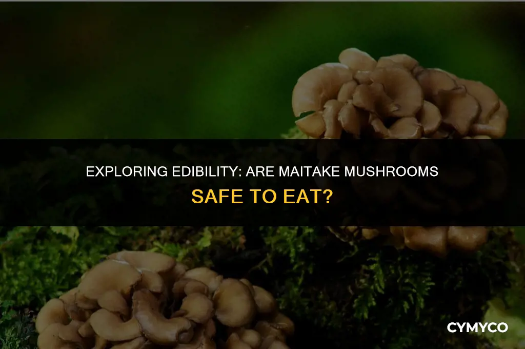 are maitake mushrooms safe to eat