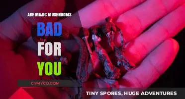 Exploring the Effects: Are Magic Mushrooms Harmful?